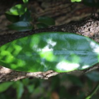 Hoya sp.